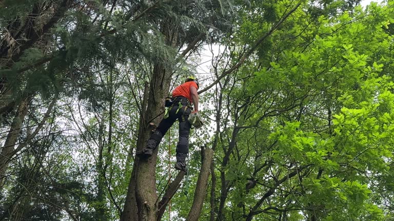 Best Pest Control for Lawns  in Pequot Lakes, MN
